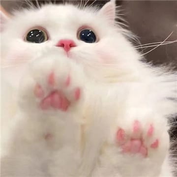 Ảnh đại diện người dùng Phạm Duy